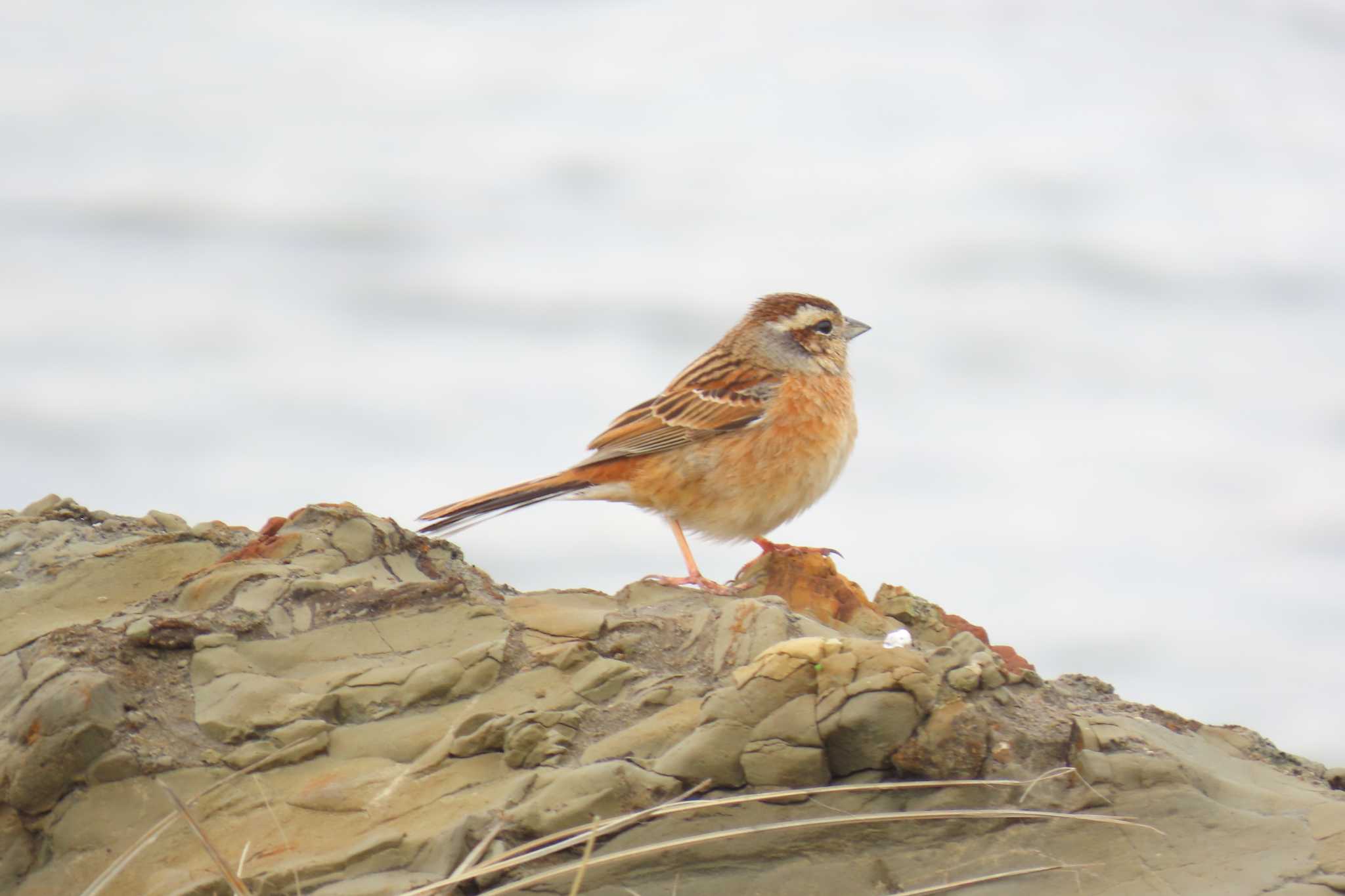 Photo of Meadow Bunting at 洲崎岬(館山市) by デビュタン