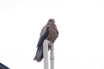 Black Kite 洲崎岬(館山市) Sat, 4/6/2024