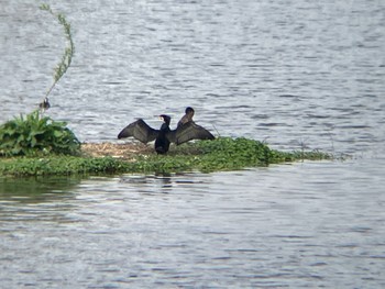 2024年4月6日(土) 多摩川河川敷の野鳥観察記録