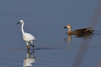 Little Egret Watarase Yusuichi (Wetland) Mon, 4/1/2024