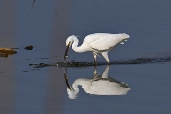 Little Egret Watarase Yusuichi (Wetland) Mon, 4/1/2024