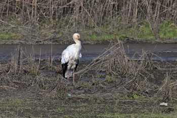 Oriental Stork Watarase Yusuichi (Wetland) Mon, 4/1/2024