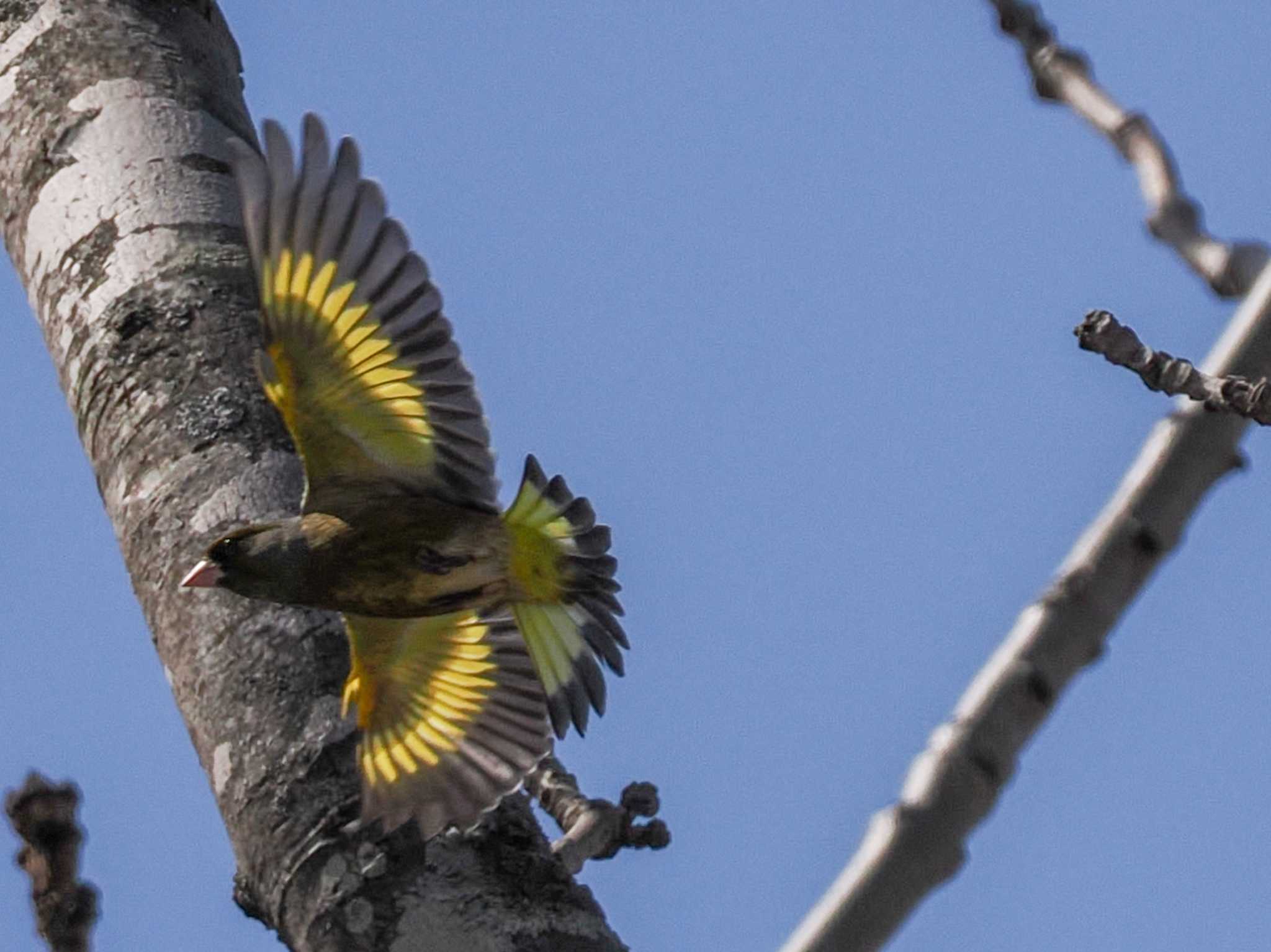 Grey-capped Greenfinch