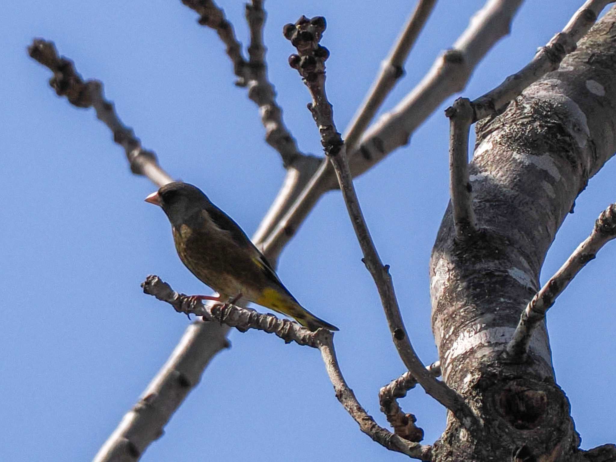 Grey-capped Greenfinch