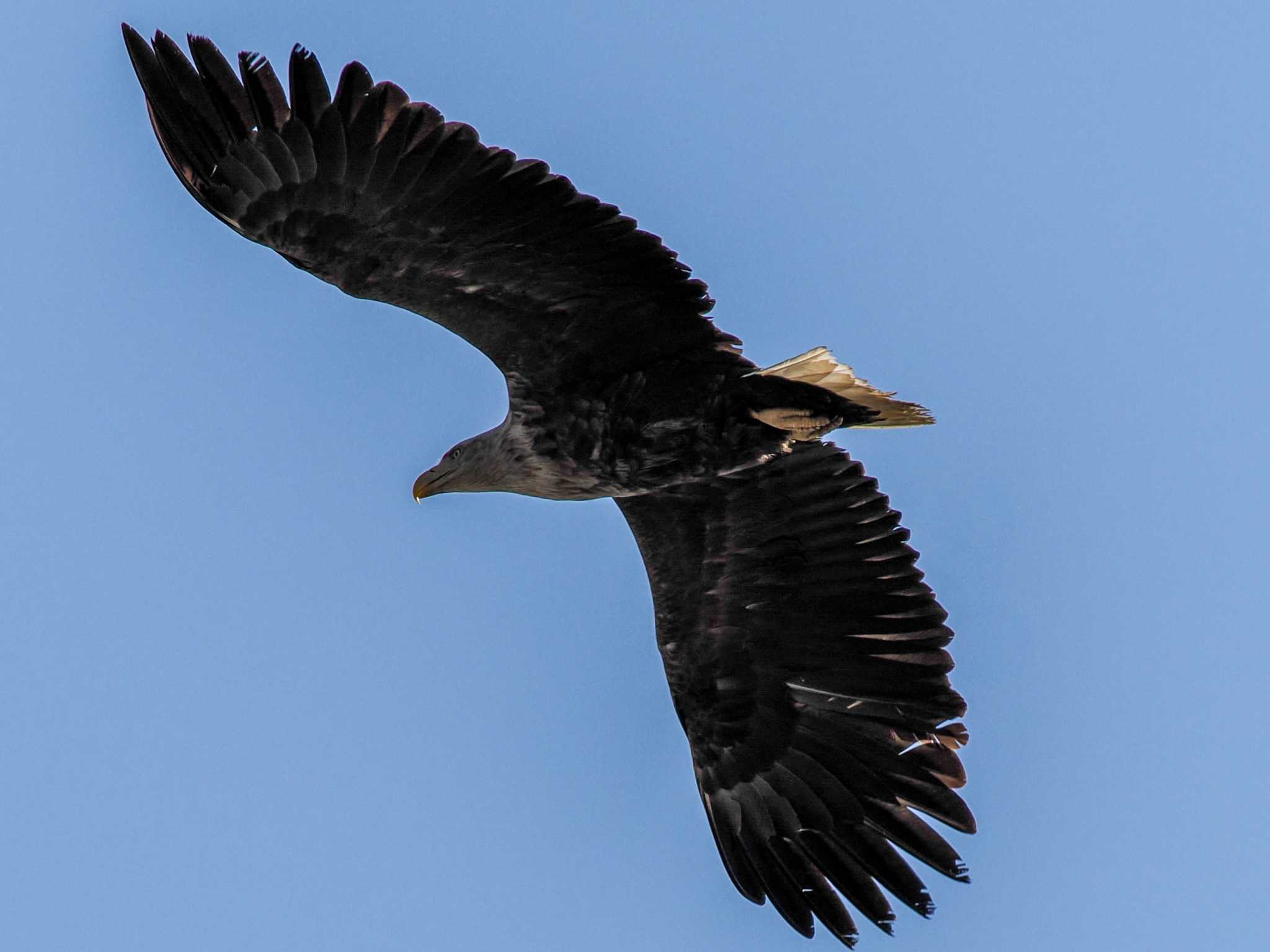 White-tailed Eagle