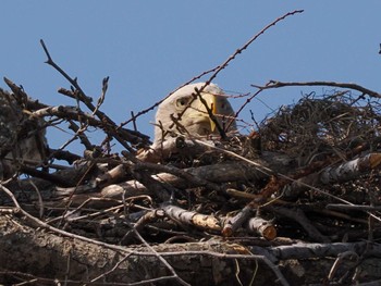 2024年4月6日(土) 石狩市生振の野鳥観察記録