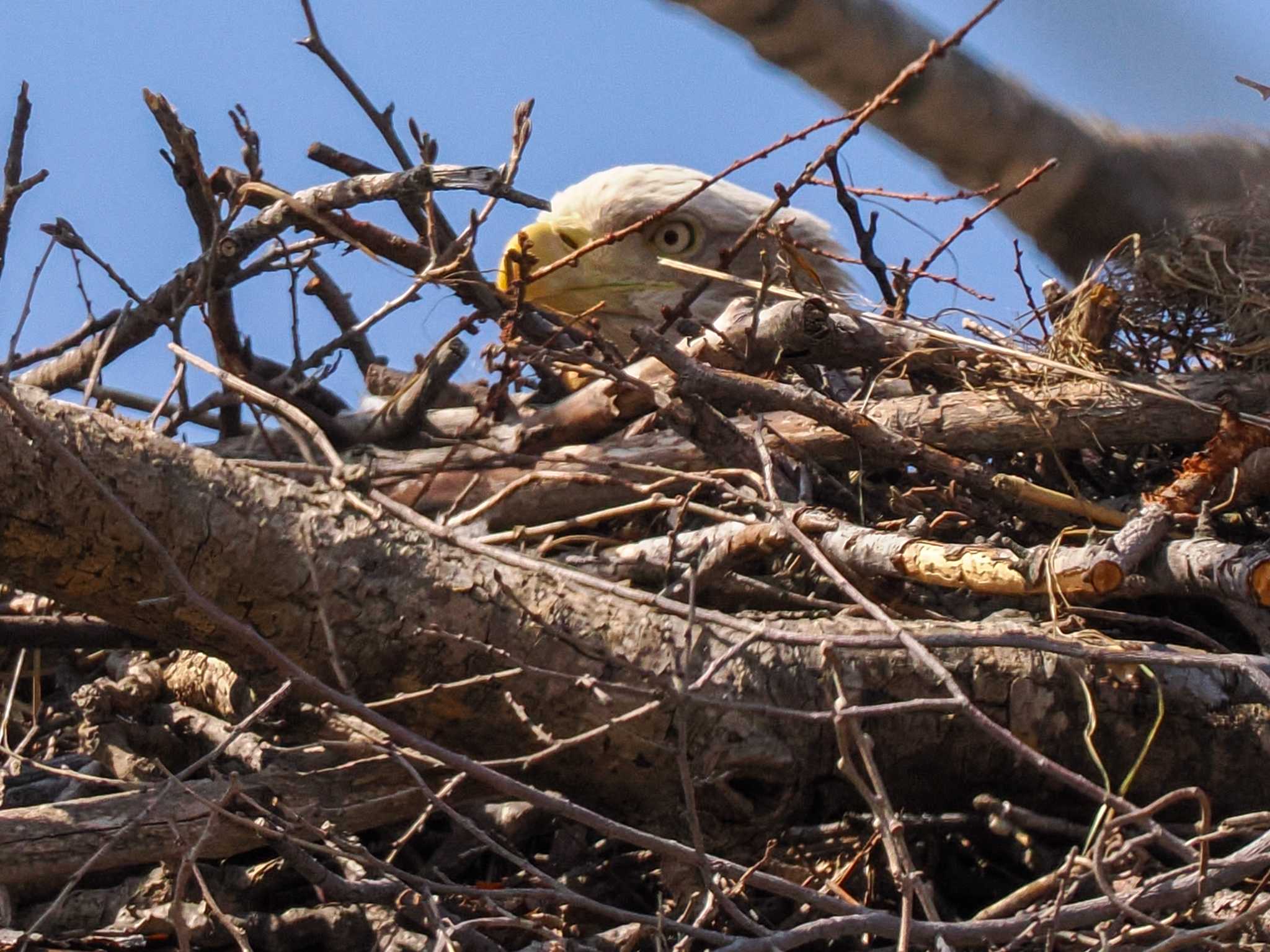 Photo of White-tailed Eagle at 石狩市生振 by 98_Ark (98ｱｰｸ)