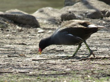 バン 見沼自然公園 2017年3月18日(土)