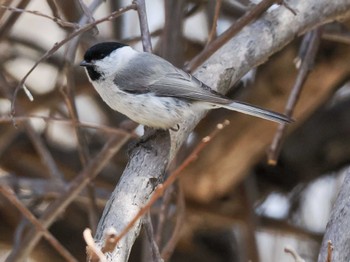 Marsh Tit 石狩市生振 Sat, 4/6/2024