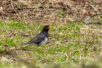 クロツグミ ひるがの高原(蛭ヶ野高原) 2024年4月6日(土)