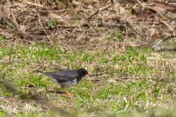 Japanese Thrush ひるがの高原(蛭ヶ野高原) Sat, 4/6/2024