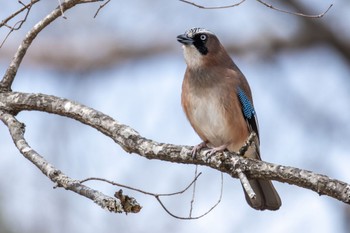 Eurasian Jay ひるがの高原(蛭ヶ野高原) Sat, 4/6/2024