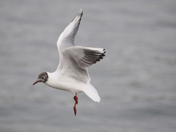 Black-headed Gull 隅田川 Sat, 4/6/2024