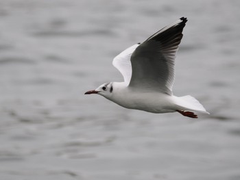 Black-headed Gull 隅田川 Sat, 4/6/2024