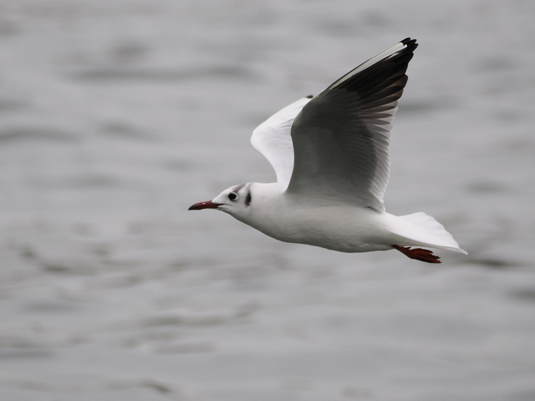 Photo of Black-headed Gull at 隅田川 by シマエナガに会いたい