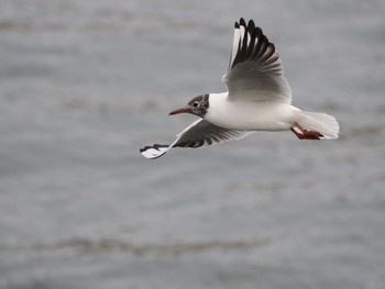 Black-headed Gull 隅田川 Sat, 4/6/2024