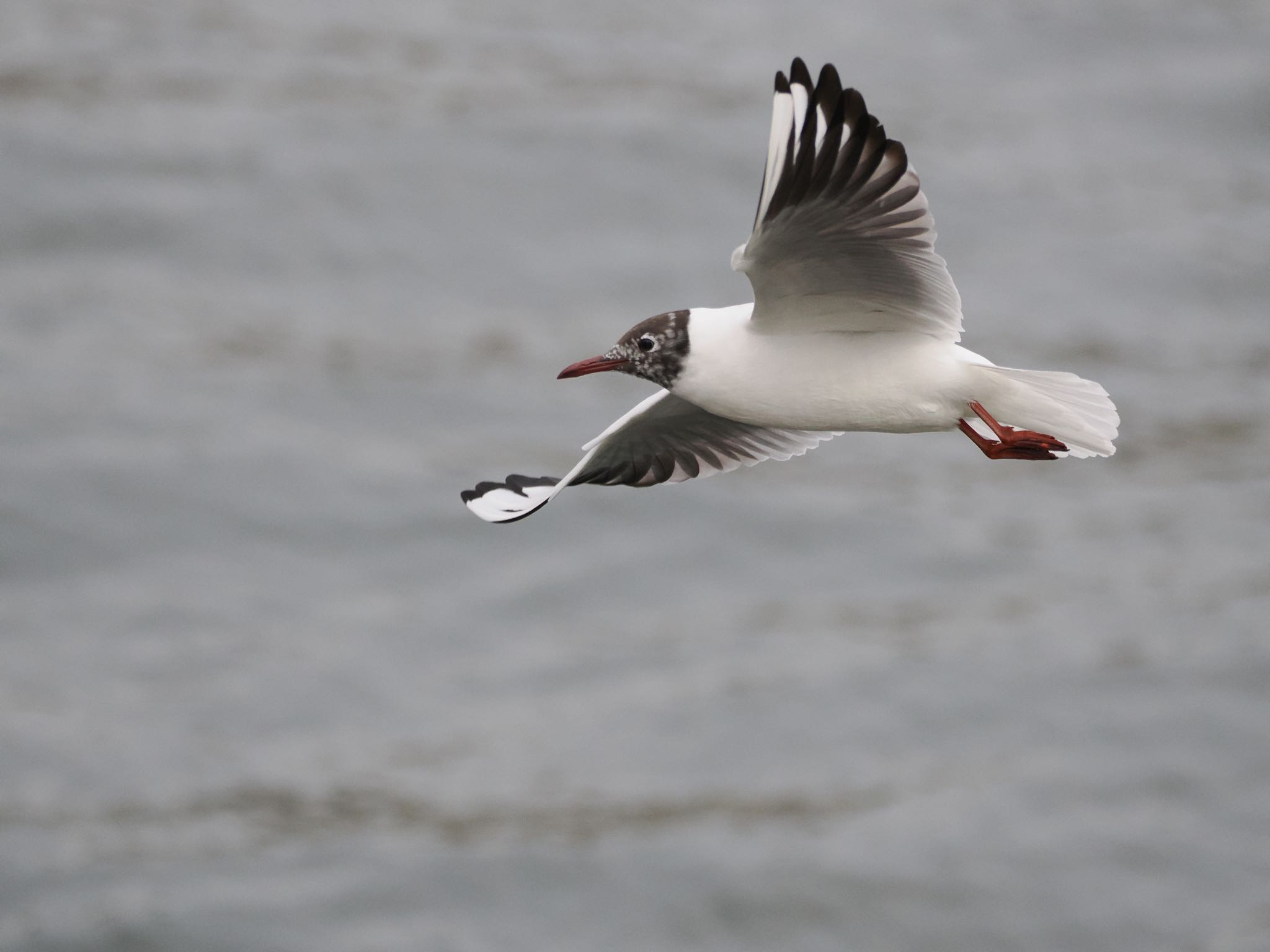 Black-headed Gull