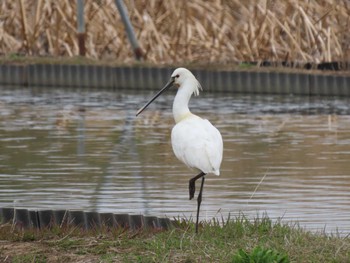 Eurasian Spoonbill Izunuma Wed, 4/3/2024