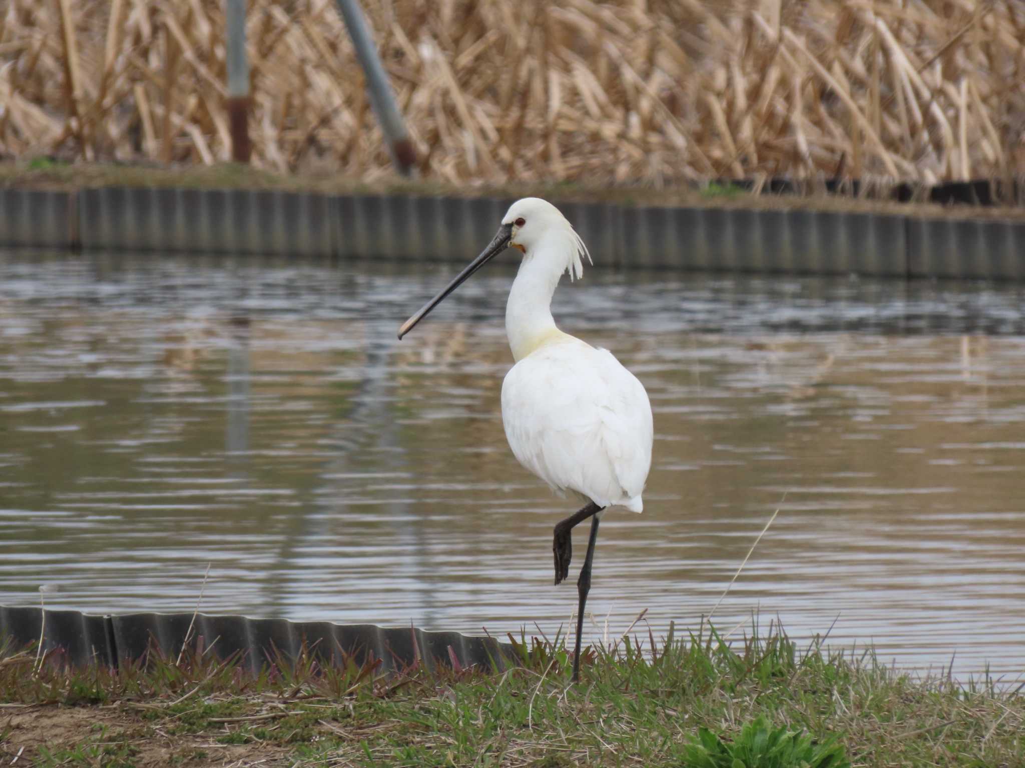 Eurasian Spoonbill