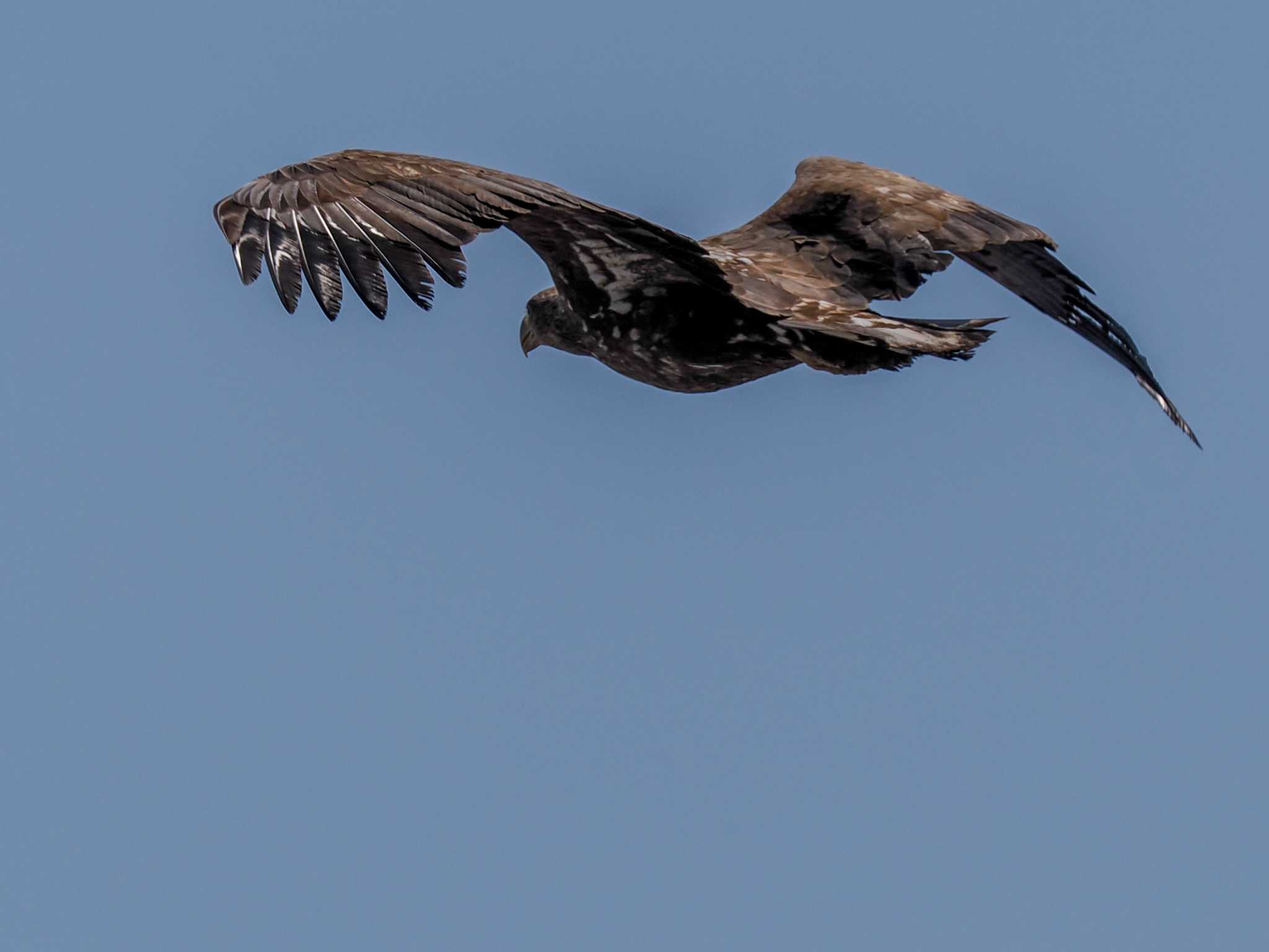 White-tailed Eagle