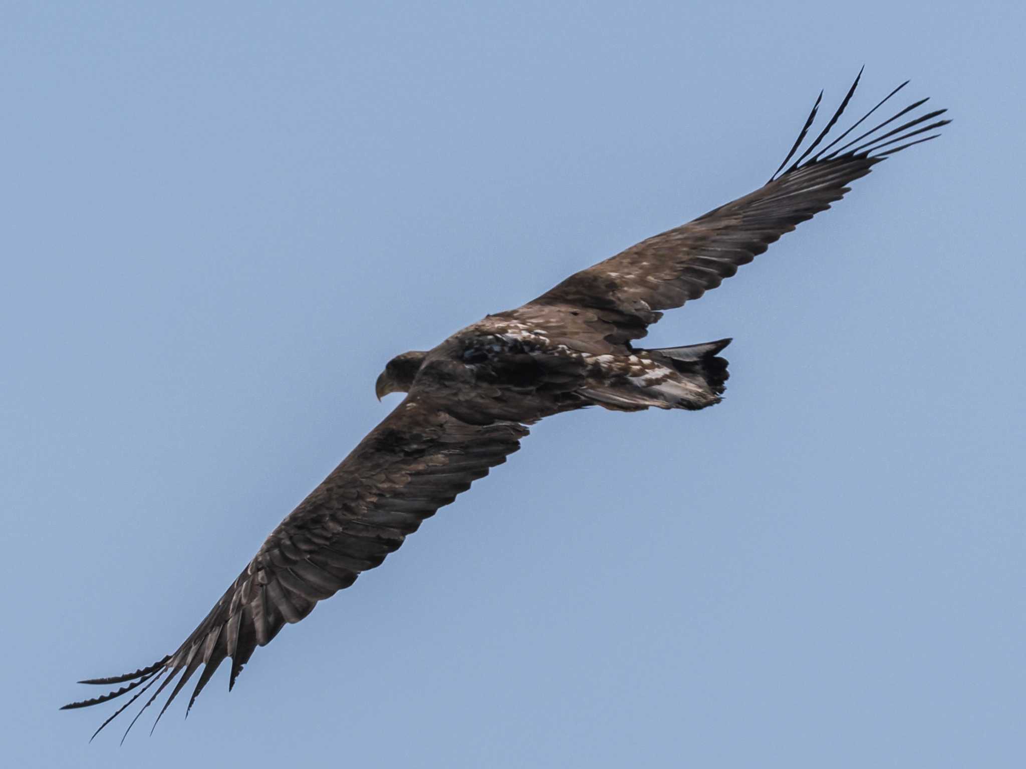 White-tailed Eagle