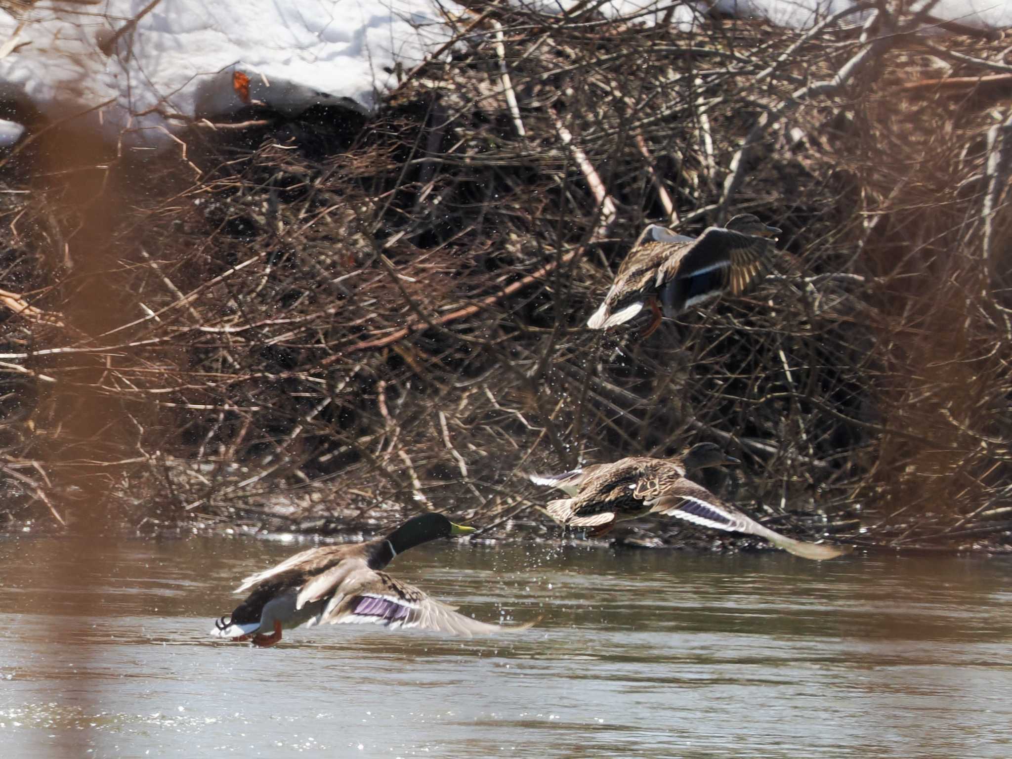 水と生きものの郷トゥ・ペッ マガモの写真 by 98_Ark (98ｱｰｸ)