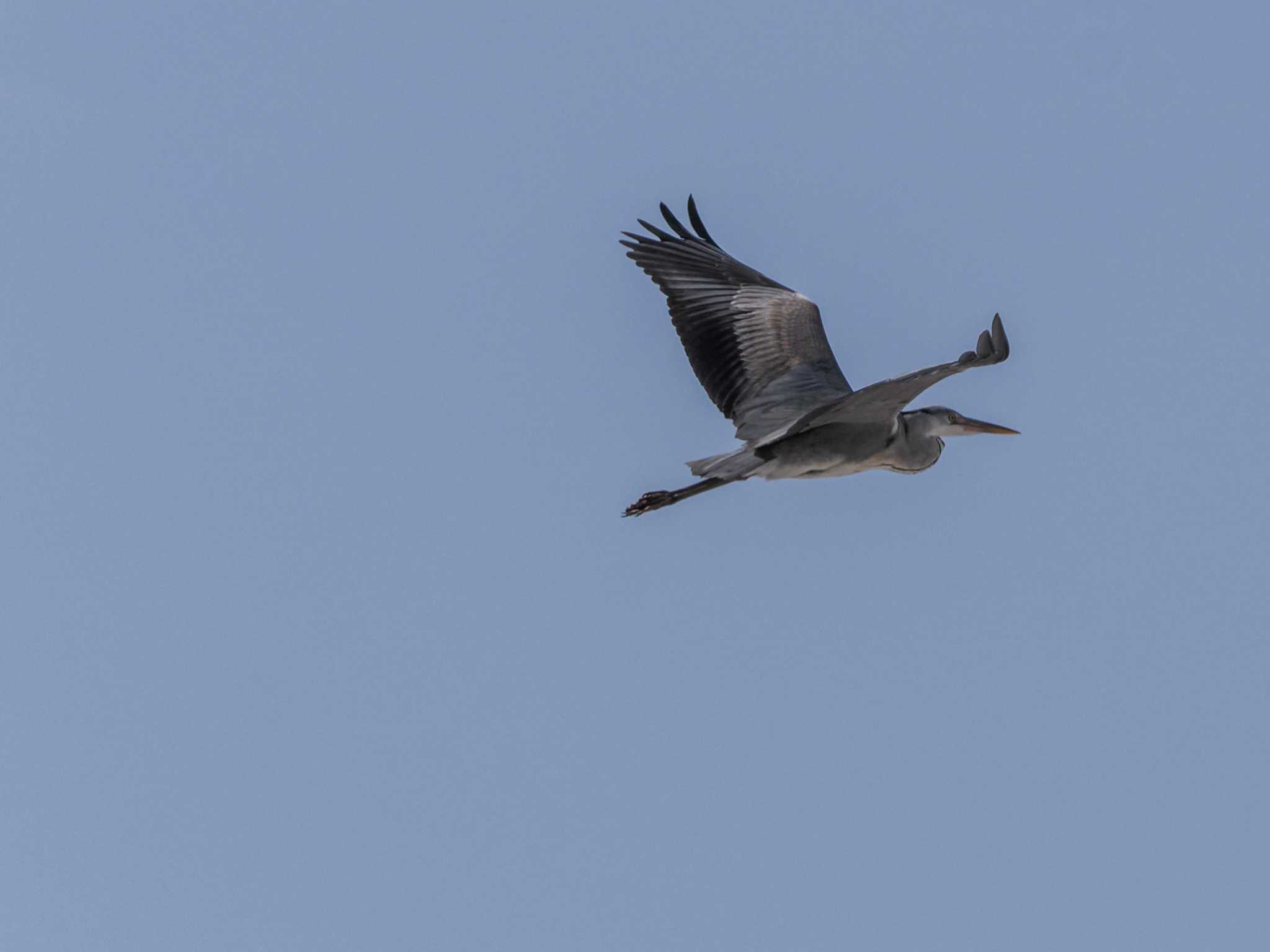 Grey Heron