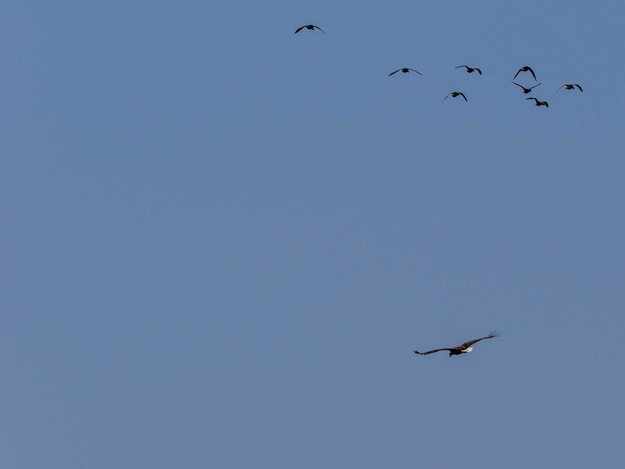 White-tailed Eagle