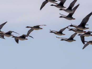 Tundra Bean Goose 水と生きものの郷トゥ・ペッ Sat, 4/6/2024