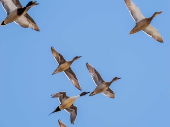 Northern Pintail 水と生きものの郷トゥ・ペッ Sat, 4/6/2024