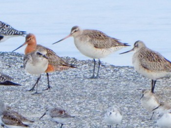 Bar-tailed Godwit Sambanze Tideland Sat, 4/6/2024