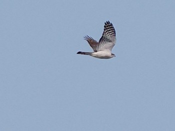 Eurasian Sparrowhawk 水と生きものの郷トゥ・ペッ Sat, 4/6/2024