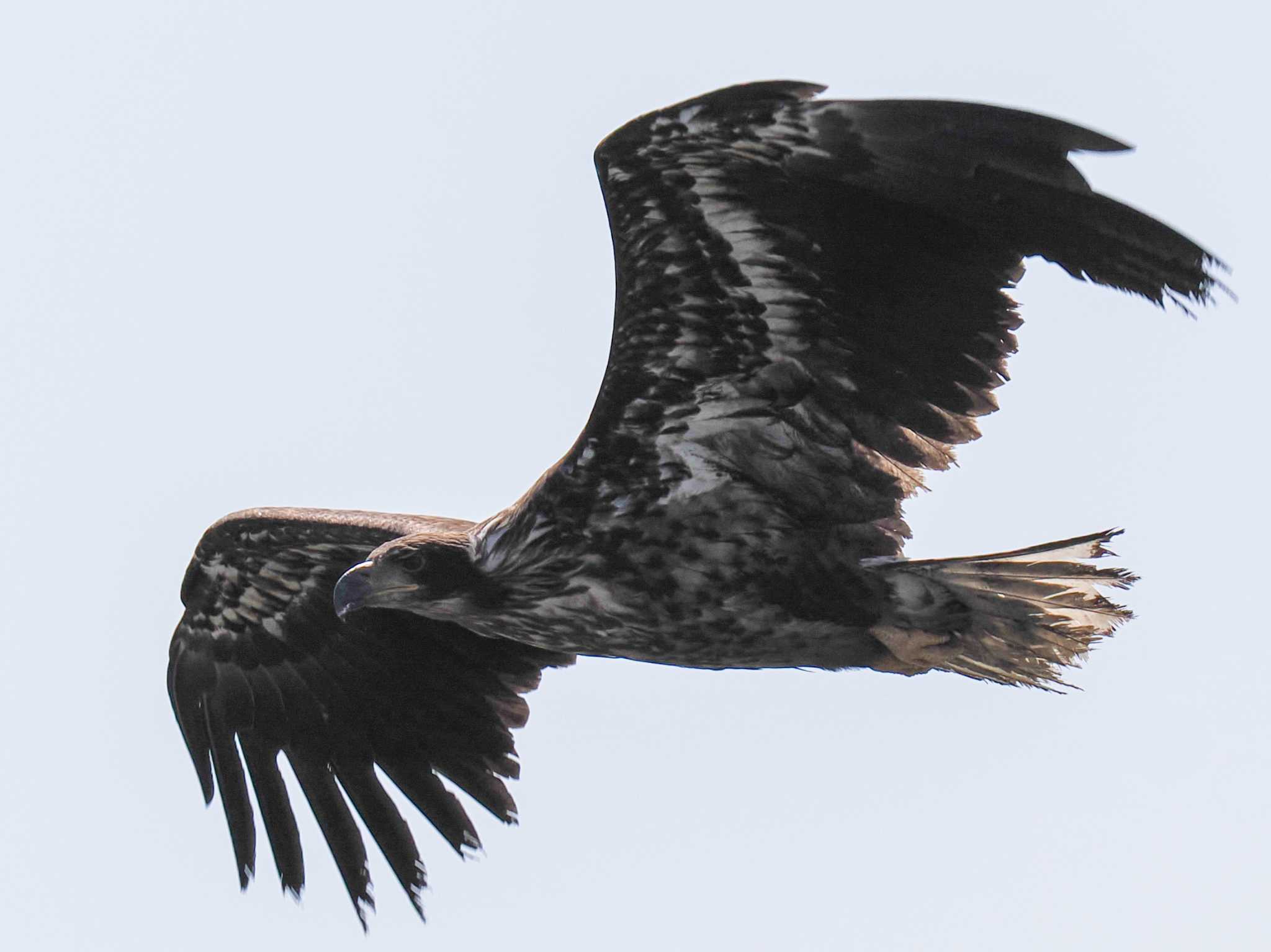 Photo of White-tailed Eagle at 水と生きものの郷トゥ・ペッ by 98_Ark (98ｱｰｸ)