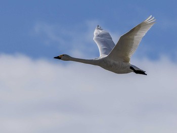 Whooper Swan 水と生きものの郷トゥ・ペッ Sat, 4/6/2024