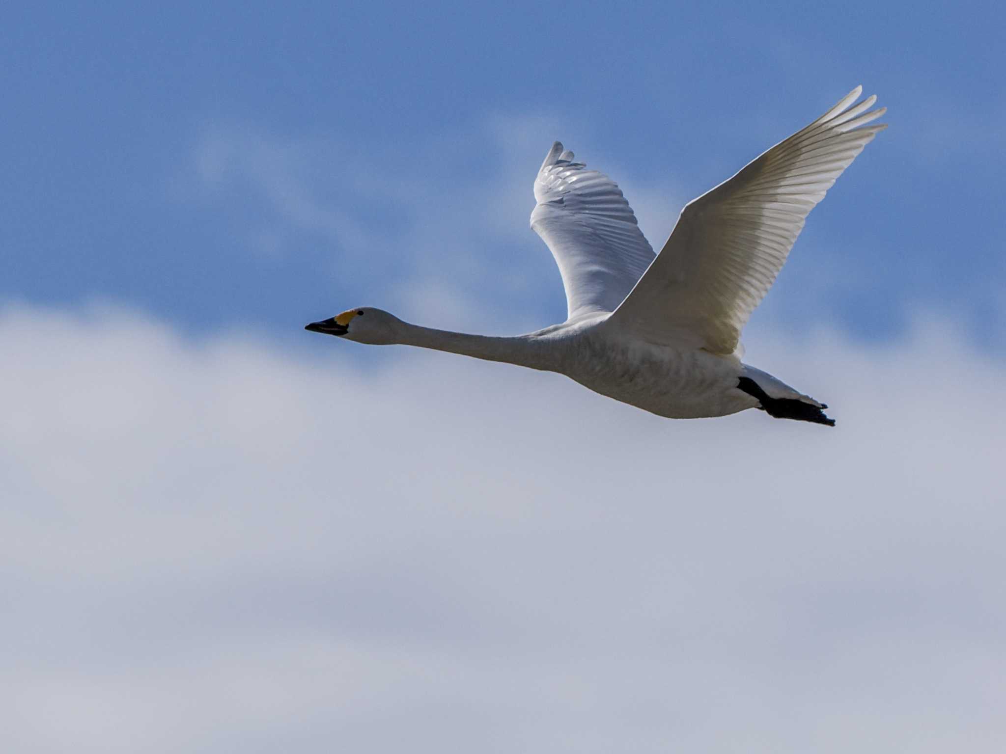 Photo of Whooper Swan at 水と生きものの郷トゥ・ペッ by 98_Ark (98ｱｰｸ)