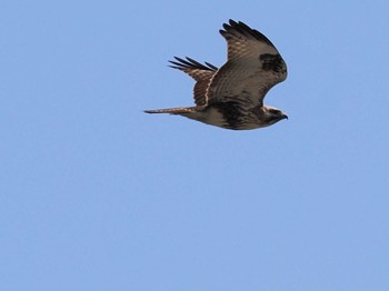 Eastern Buzzard 水と生きものの郷トゥ・ペッ Sat, 4/6/2024