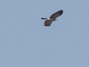 Eurasian Sparrowhawk 水と生きものの郷トゥ・ペッ Sat, 4/6/2024