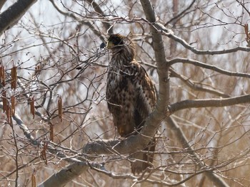 2024年4月6日(土) 水と生きものの郷トゥ・ペッの野鳥観察記録