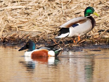 Northern Shoveler 東屯田遊水地 Sat, 4/6/2024