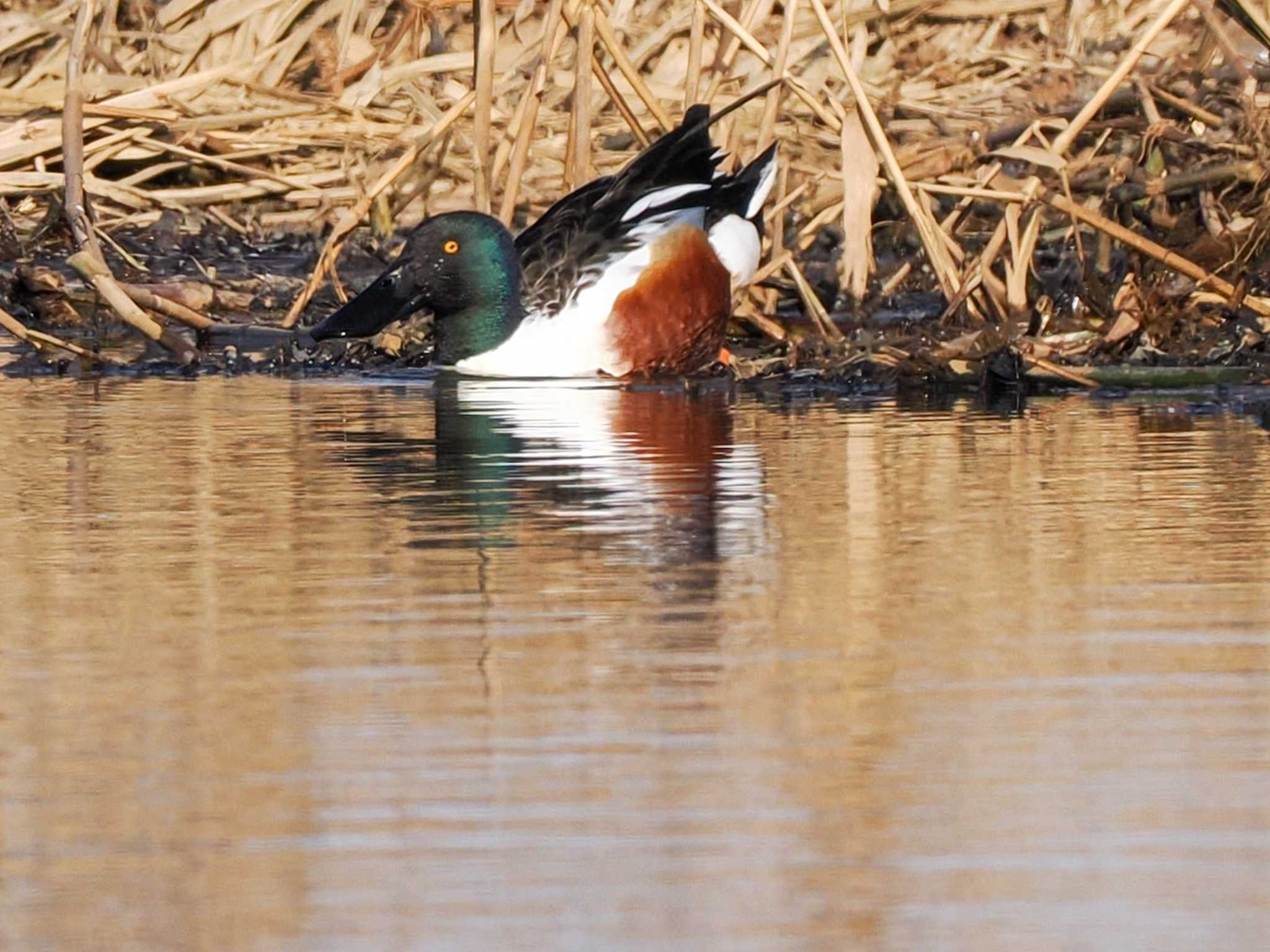 Photo of Northern Shoveler at 東屯田遊水地 by 98_Ark (98ｱｰｸ)