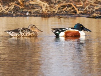 Northern Shoveler 東屯田遊水地 Sat, 4/6/2024