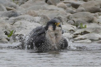 Peregrine Falcon 多摩川 Sat, 4/6/2024