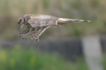 Hen Harrier 多摩川 Sat, 4/6/2024