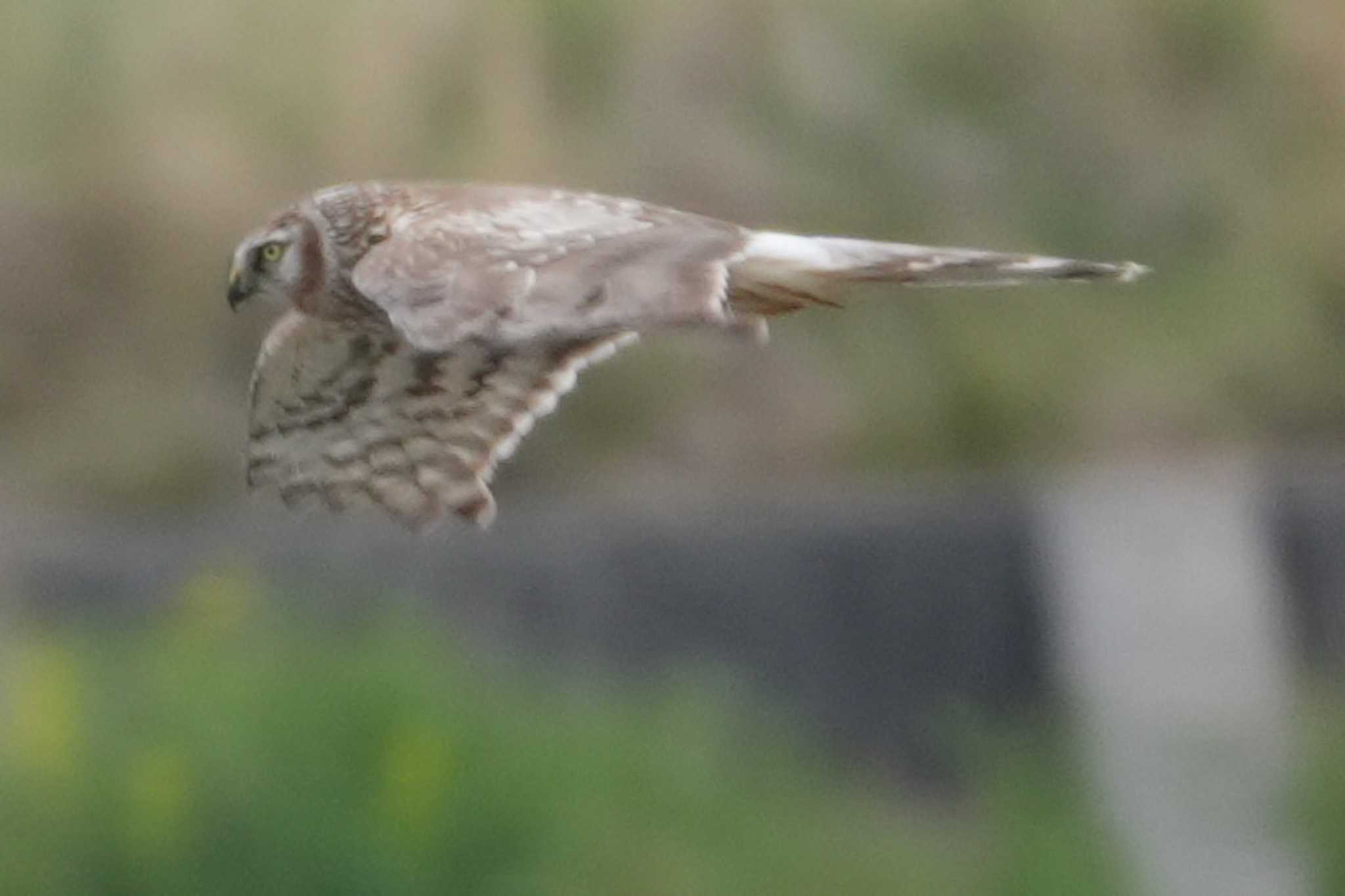 Hen Harrier