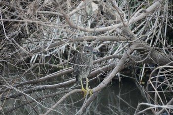 Black-crowned Night Heron 多摩川 Sat, 4/6/2024