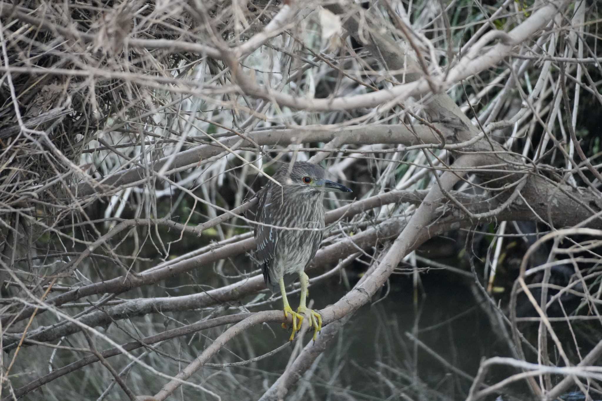 Black-crowned Night Heron