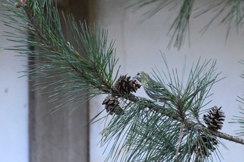 Eurasian Siskin 弘前城公園 Sat, 4/6/2024