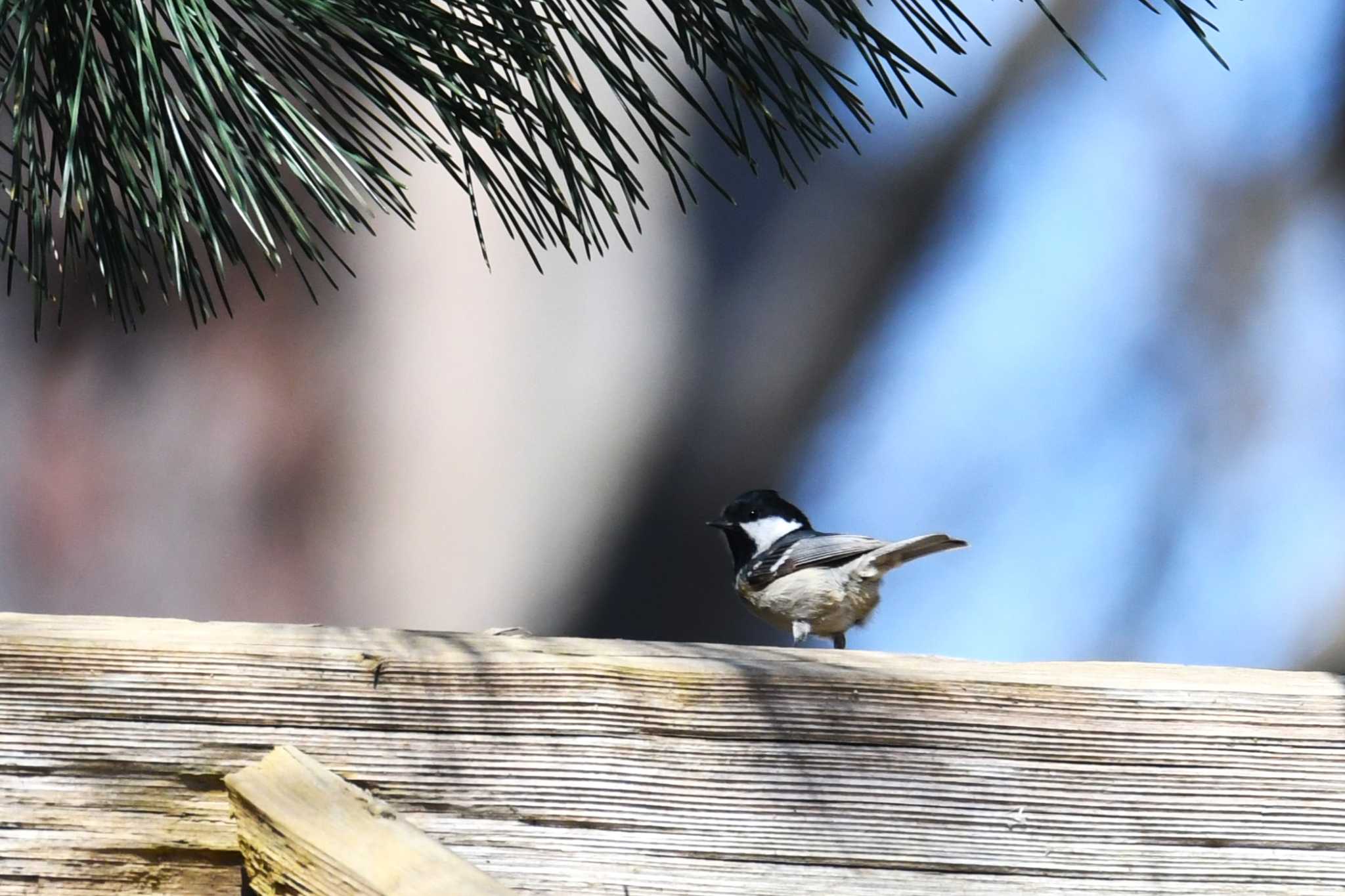 Photo of Coal Tit at 弘前城公園 by 岸岡智也