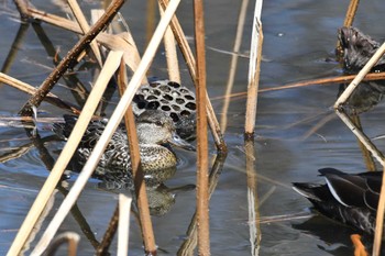 コガモ 弘前公園(弘前城) 2024年4月6日(土)