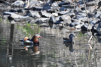 Mandarin Duck 弘前城公園 Sat, 4/6/2024